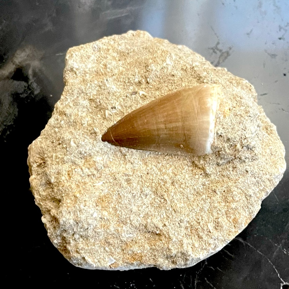 Fossil - Mosasaurus tooth fossil